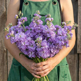 Blue Quartet, Stock Seeds